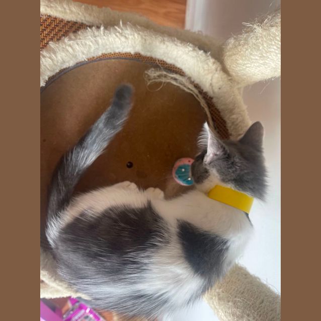 Photo of Jiff ~ Adopt Me At Petstock Chelsea Store 