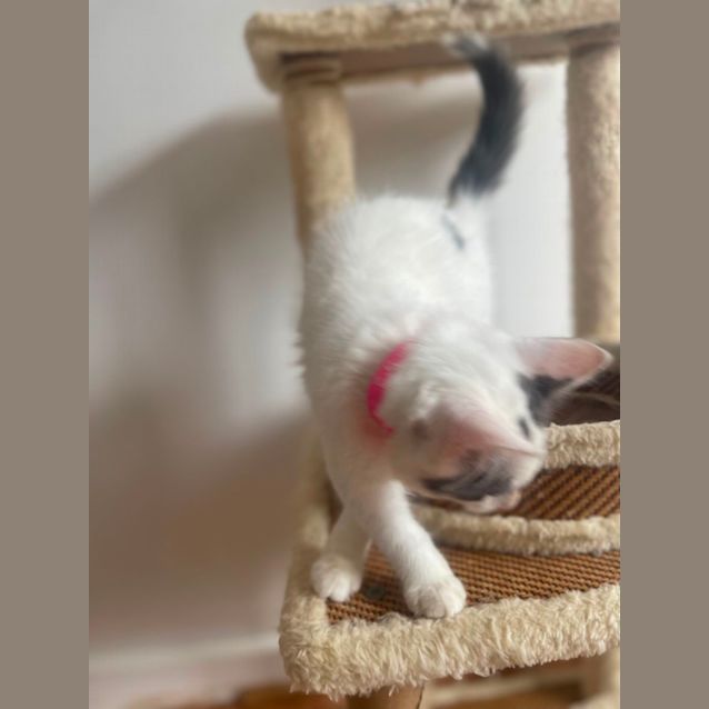 Photo of Jez  Meet Me At Petstock Chelsea Store 