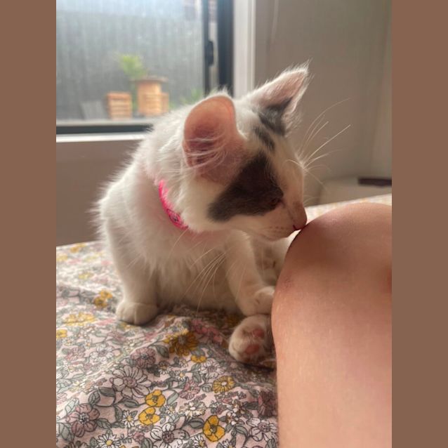 Photo of Jez  Meet Me At Petstock Chelsea Store 