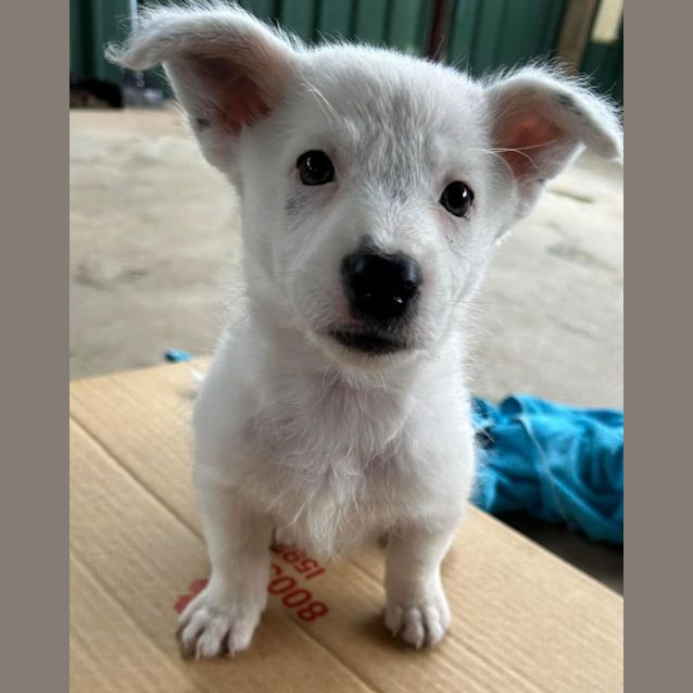 Photo of Kimber