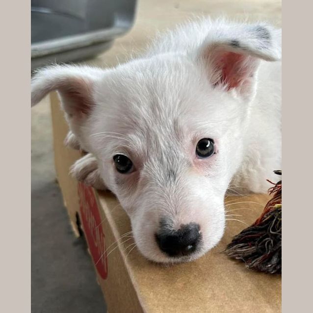 Photo of Kimber