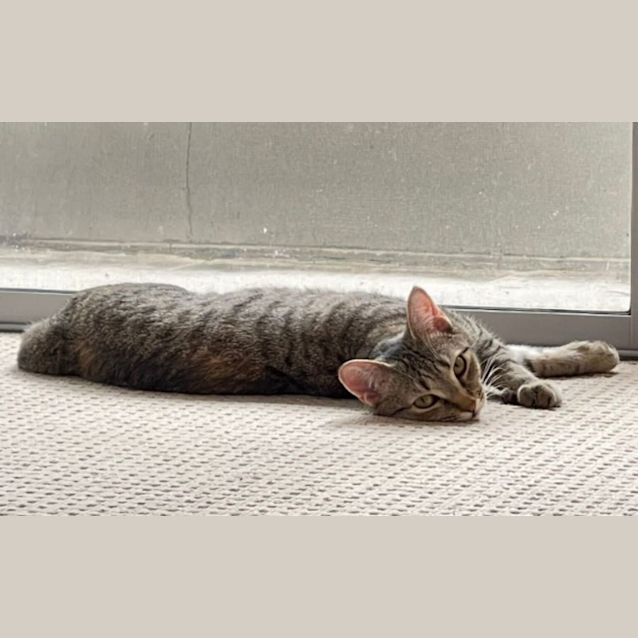 Photo of Buttercup