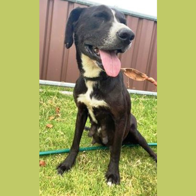 Photo of Indi ~ Kelpie X Catahoula, 6yo Girl