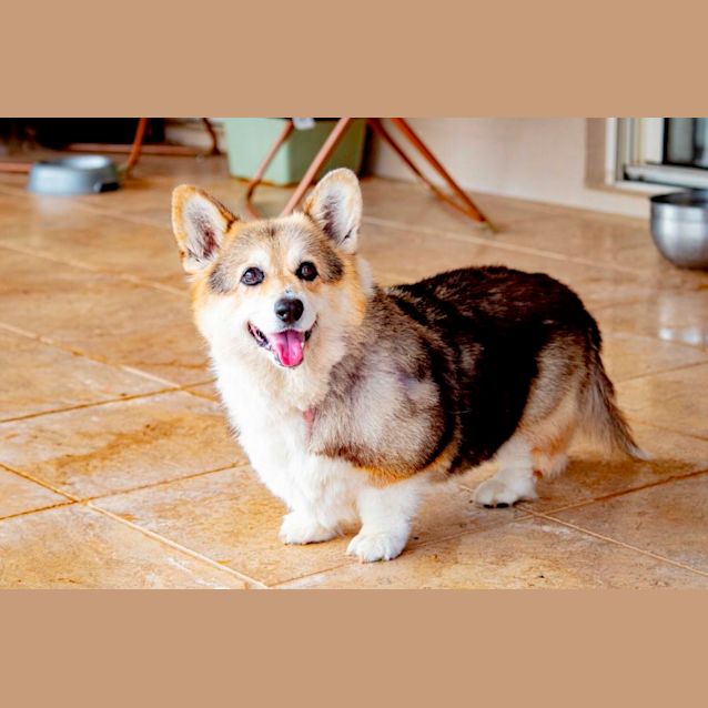 Photo of Missy