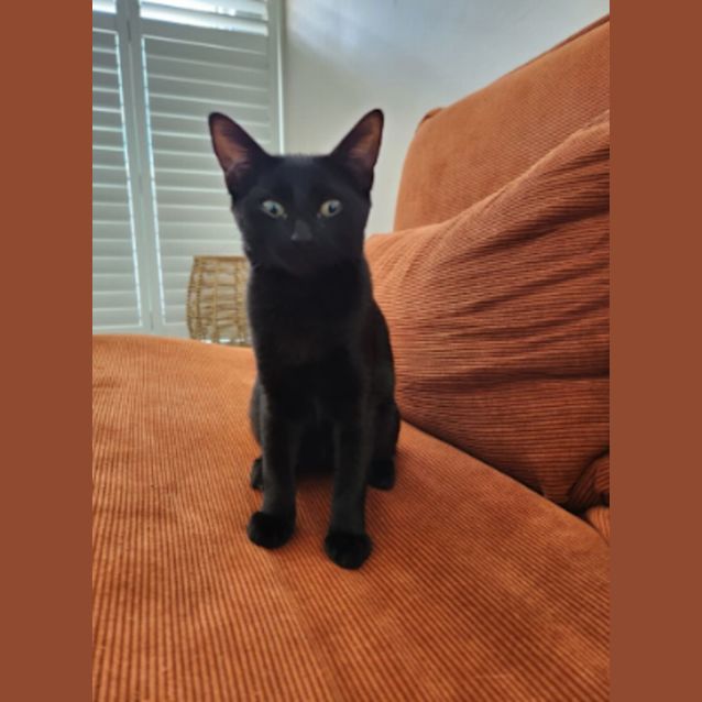 Photo of Scratchy (Available From Foster Care)