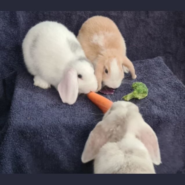 Photo of Arborio & Jasmine