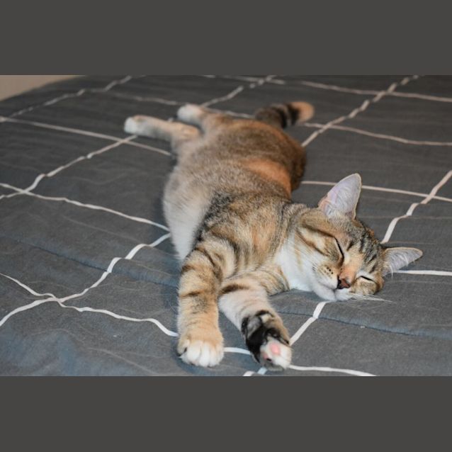 Photo of Bonnie