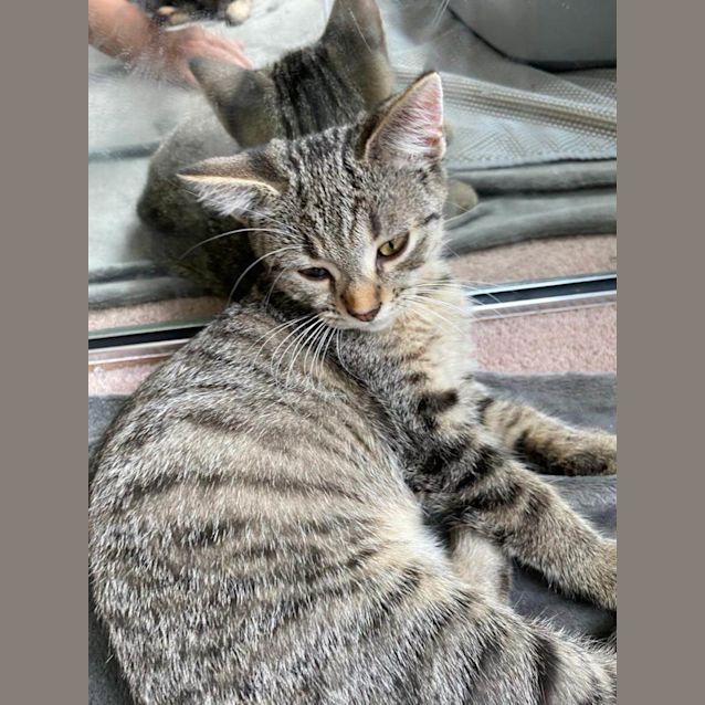 Photo of Tiger 2