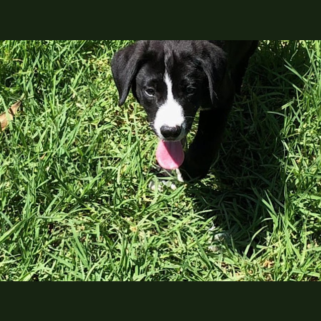 Photo of Cody 15 Wk Border Collie X Kelpie X (Trial)
