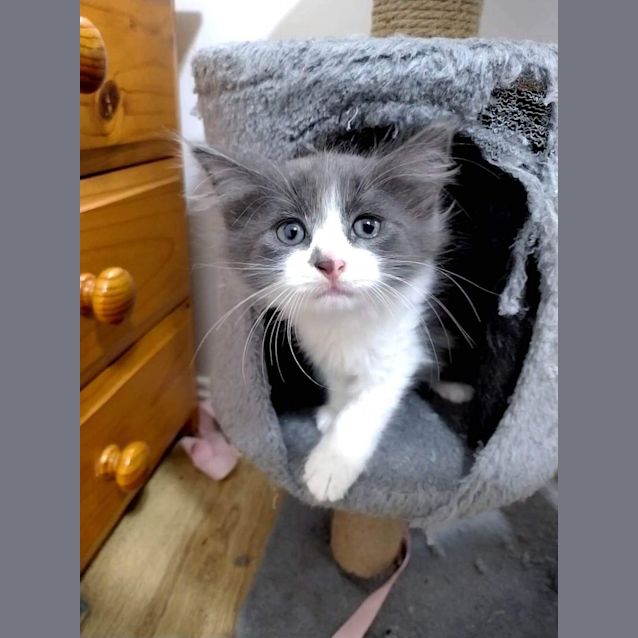 Photo of Latte & Lewis