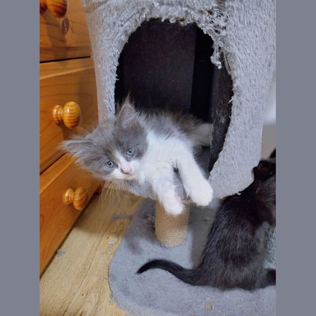 Photo of Latte & Lewis