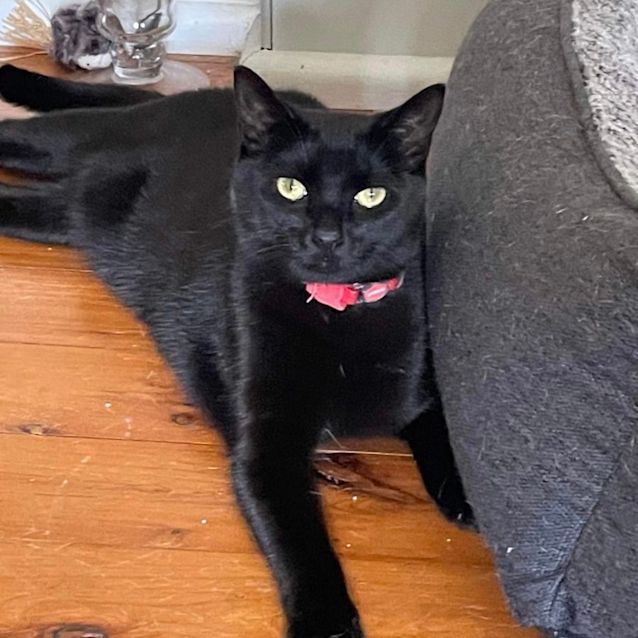 Photo of Clover 🍀