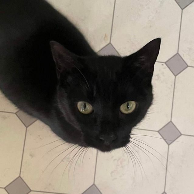 Photo of Clover 🍀