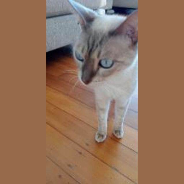 Photo of Skyler 🐾