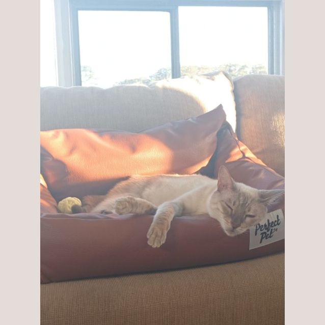 Photo of Skyler 🐾