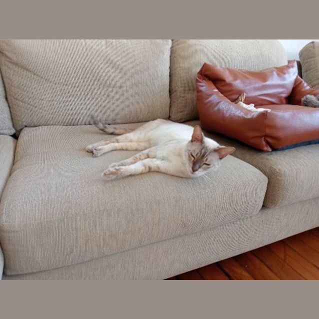 Photo of Skyler 🐾