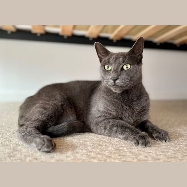 Photo of C1175 Smokey