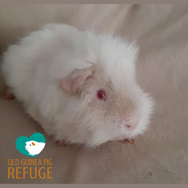 Photo of Oscar