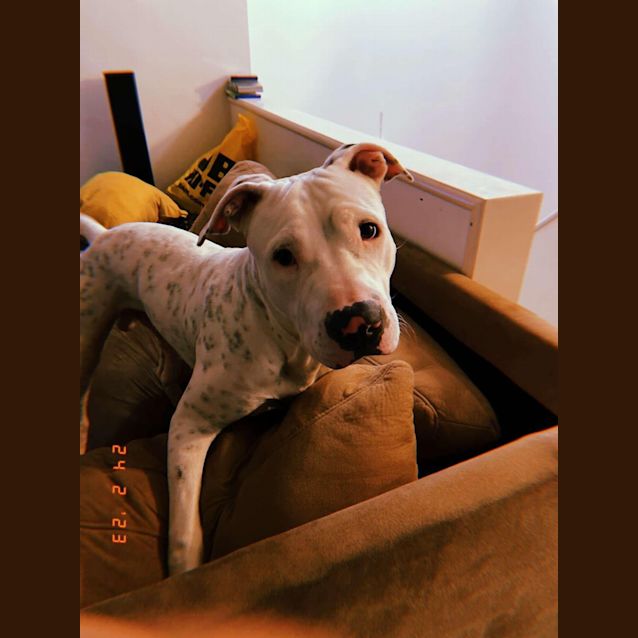 Photo of Joogie
