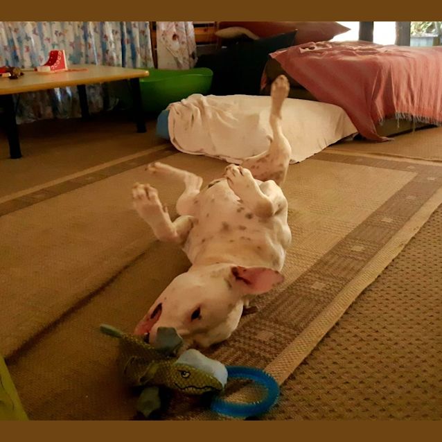 Photo of Joogie