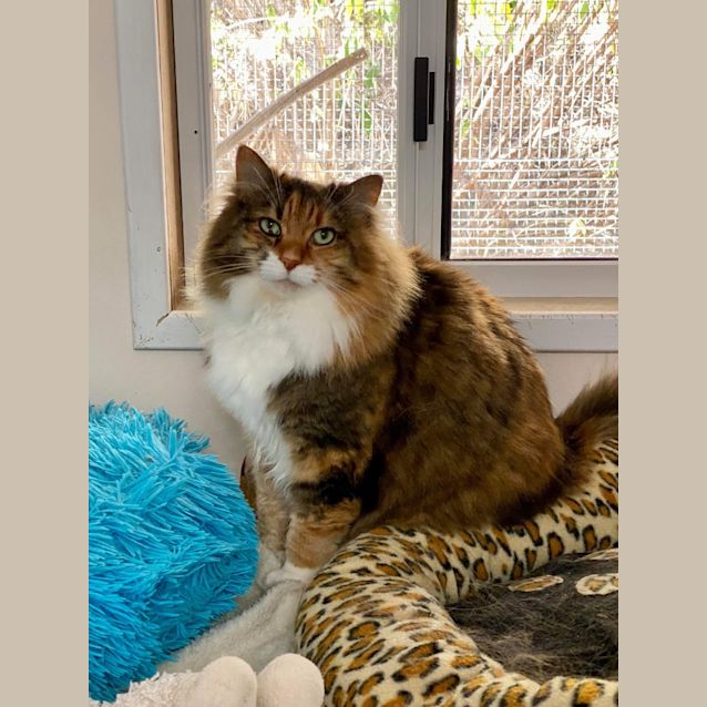 Photo of Eevee   Mowbray