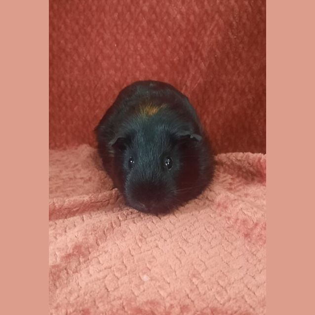 Photo of Gordon