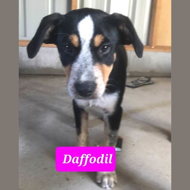 Photo of Daffodil