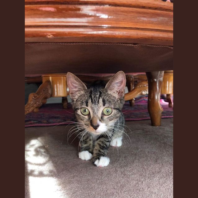 Photo of Panko
