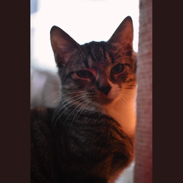 Photo of Panko