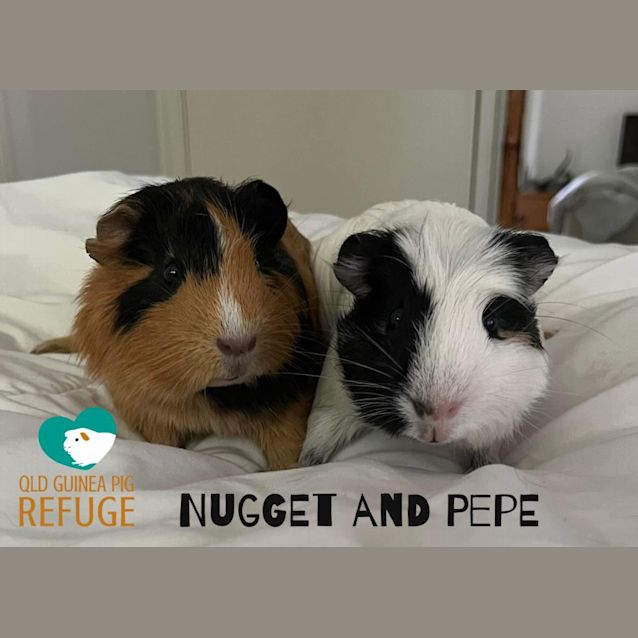 Photo of Nugget And Pepe
