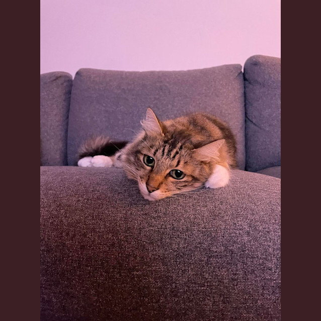 Photo of Chester