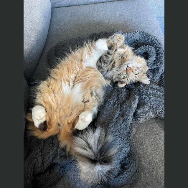 Photo of Chester