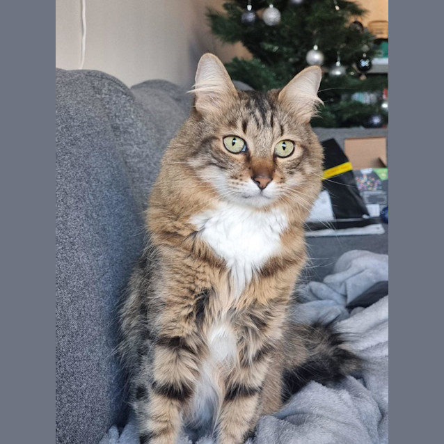 Photo of Chester