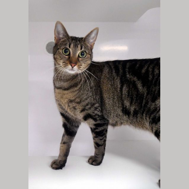 Photo of Princess Laia Sua011015