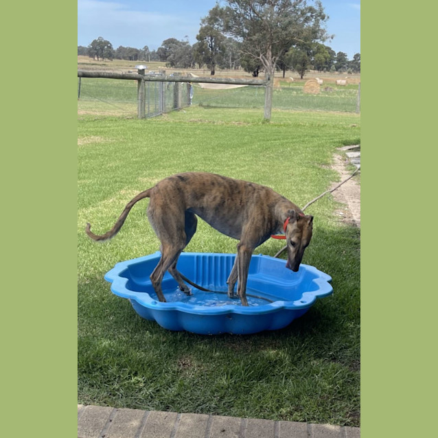 Photo of Cookie Alias Freddie Foxtrotter