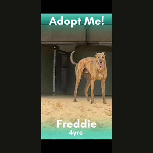 Photo of Cookie Alias Freddie Foxtrotter