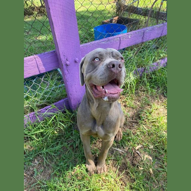 Photo of Elvis (Imp No. 2009)