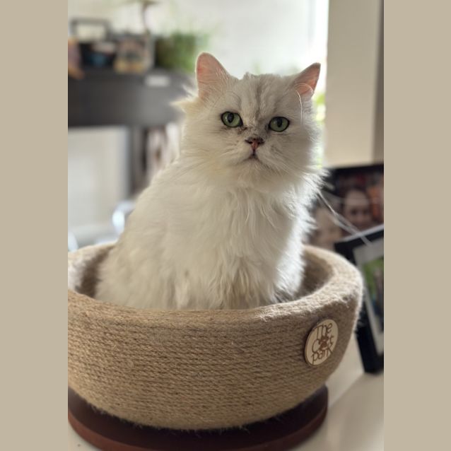 Photo of Chilli