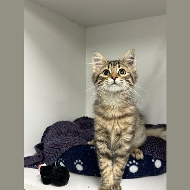 Photo of Silver