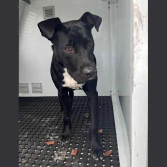 Photo of Sammi (Imp. 60)