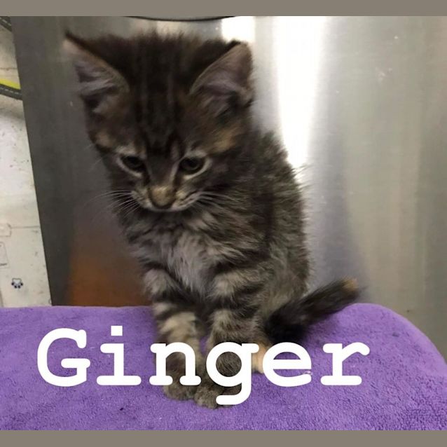 Photo of Ginger