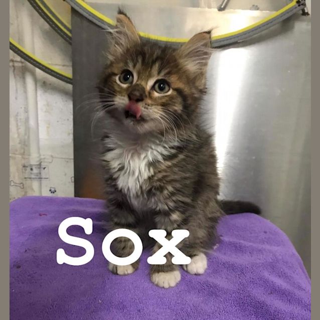 Photo of Sox