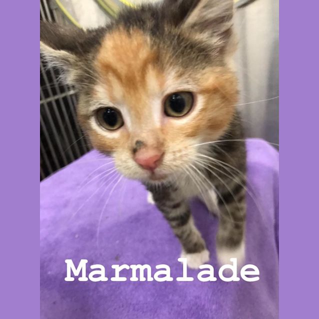 Photo of Marmalade