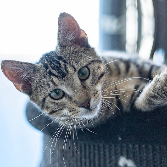 Photo of Morel