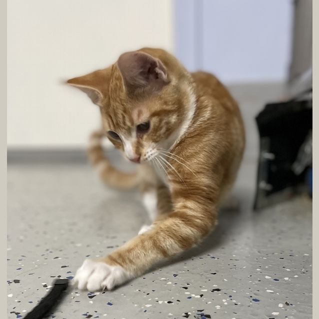 Photo of Gideon