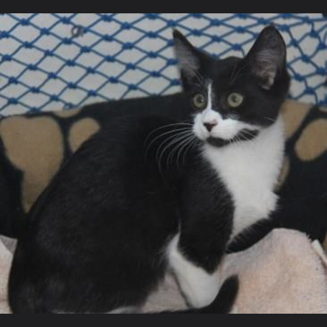 Photo of Mischief