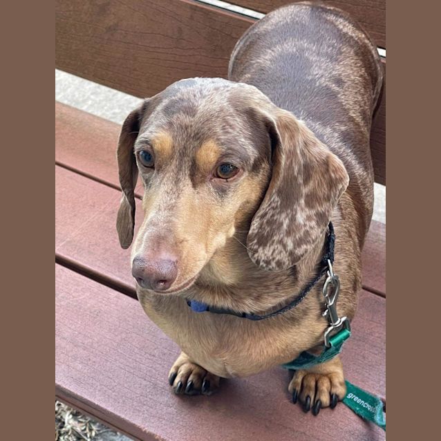 Zeus Small Male Dachshund Dog In VIC PetRescue things-to-do-near-me-in-august-2024-julee-maressa