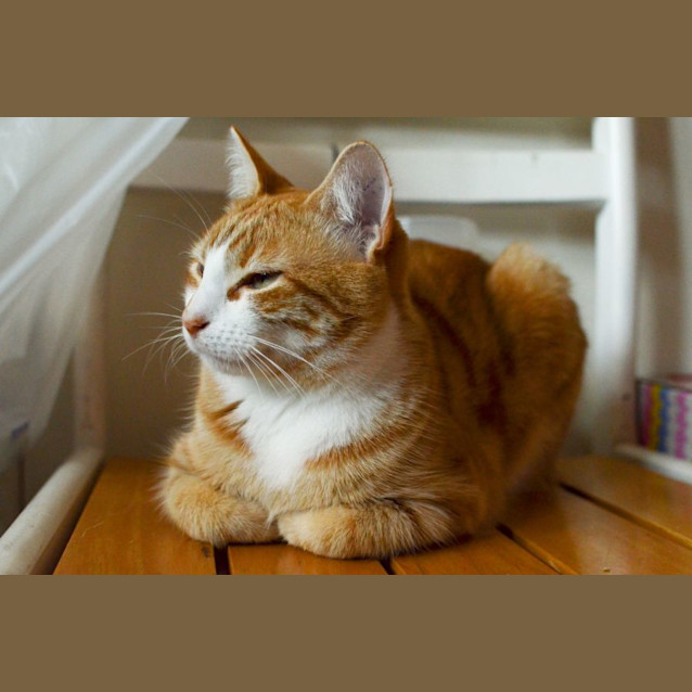 Photo of Anstey✨