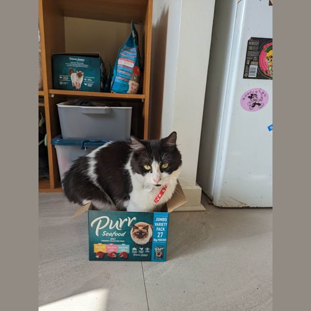 Photo of Sesame