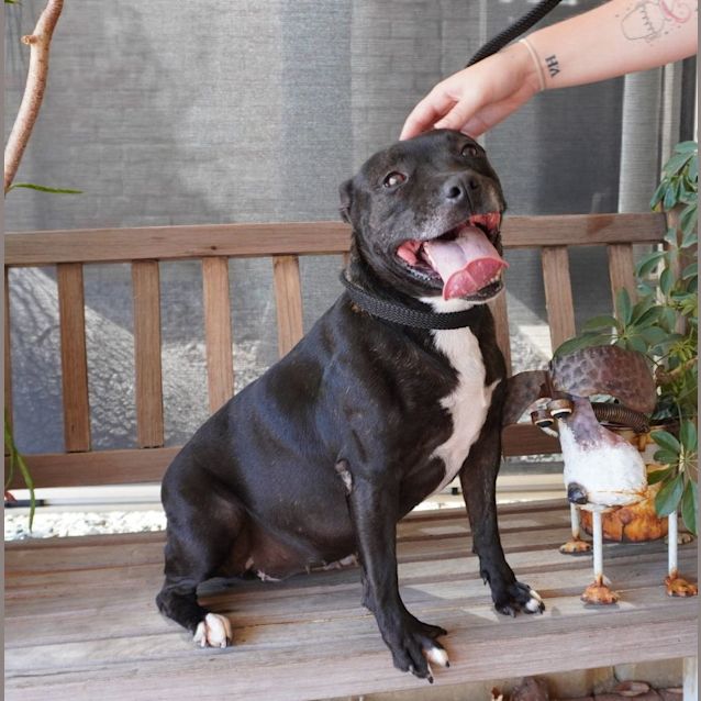 Photo of Sassy